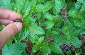 Nip something in the bud